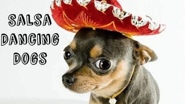 chiens-danseurs-salsa-compilation