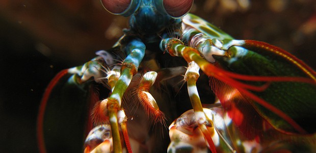 crevette-mantis-shrimp crevette-mantis-shrimp