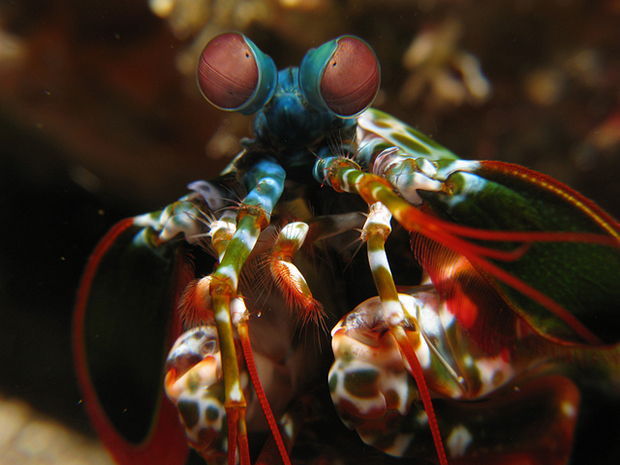 crevette-mantis-shrimp