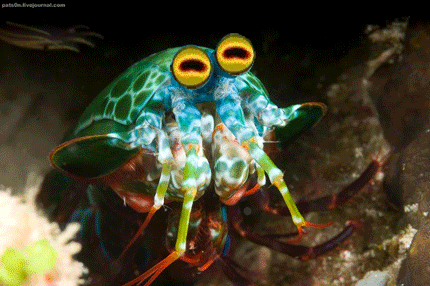 crevette-mantis