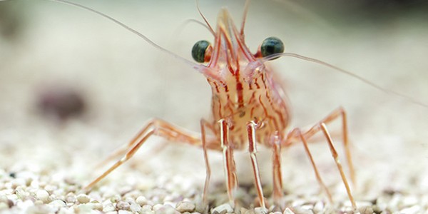 Shrimp Shrimp