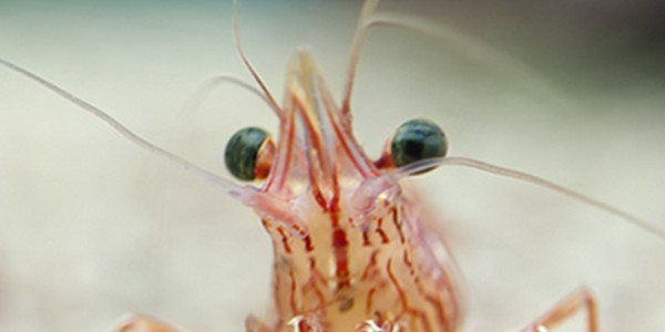 Shrimp Shrimp