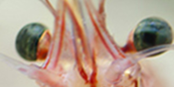 Shrimp Shrimp