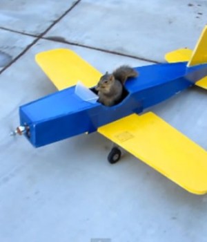 ecureuil-vole-avion-modelisme