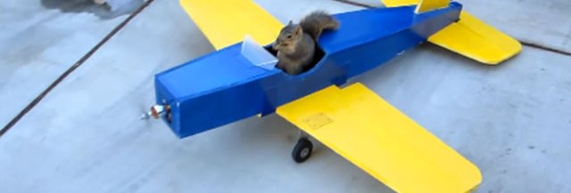 ecureuil-vole-avion-modelisme