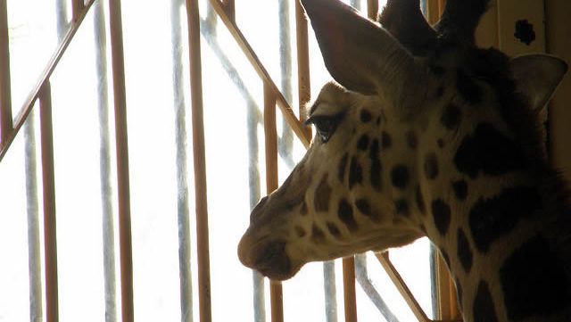 marius-girafe-euthanasiee-copenhague