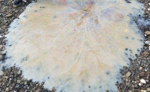 meduse meduse