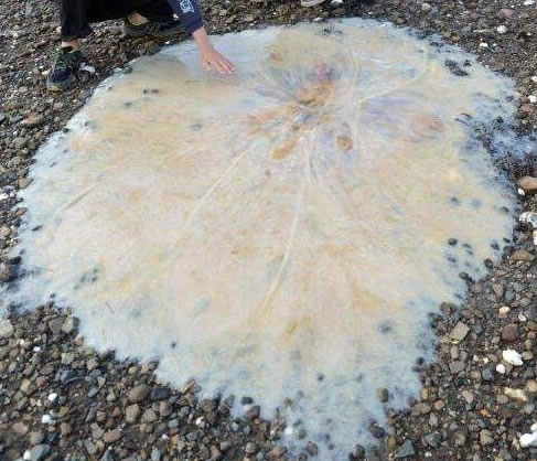meduse meduse