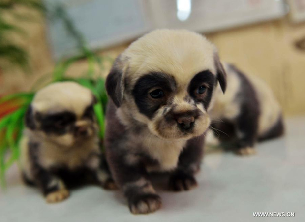 panda-chiot2