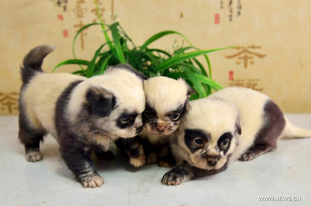 panda-chiots-3