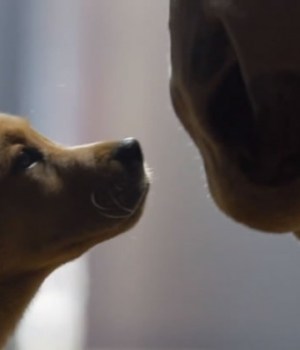 pub-budweiser-superbowl-chiot-cheval