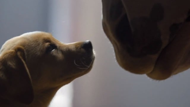 pub-budweiser-superbowl-chiot-cheval