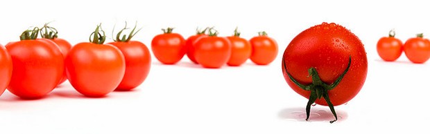 tomates tomates