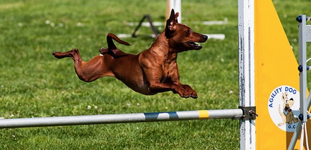 agility agility