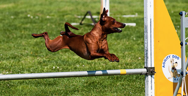 agility agility