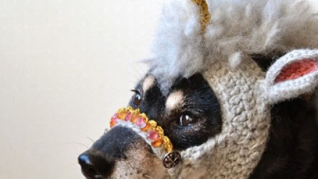 bonnet-licorne-tricot-chien