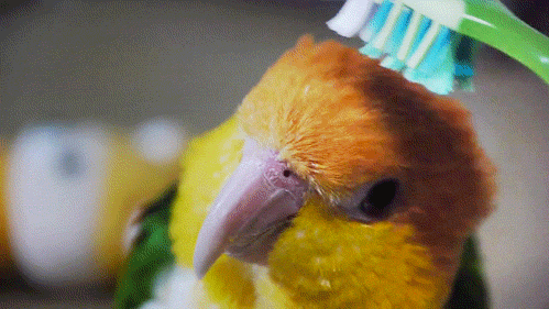 brosse brosse