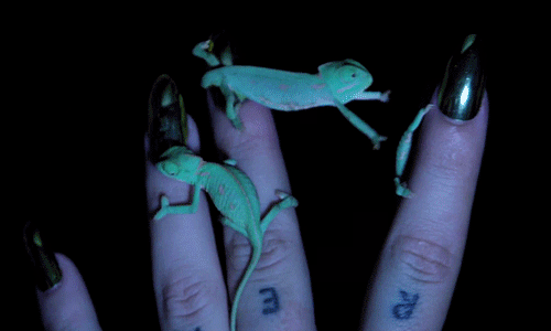 cameleon cameleon