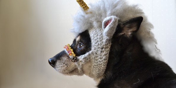 chien-licorne-1 chien-licorne-1