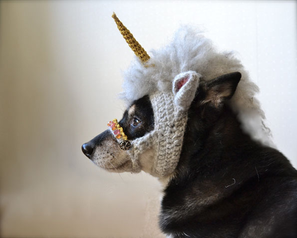 chien-licorne-1