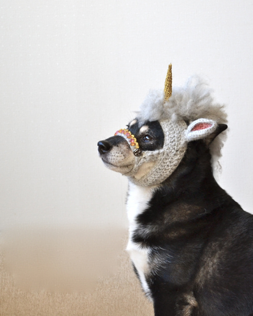 chien-licorne-2