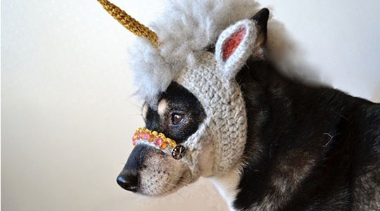 chien-licorne-3 chien-licorne-3
