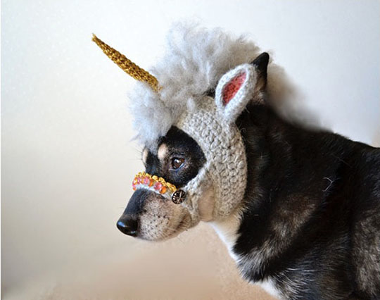 chien-licorne-3