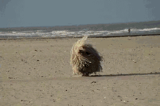 chienplage chienplage