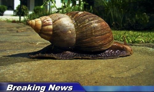 demenagement-escargot demenagement-escargot