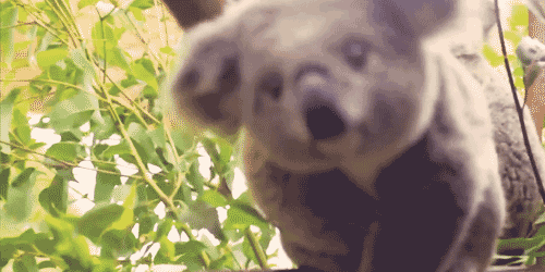 koala koala