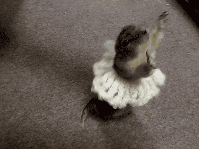 marmotte marmotte