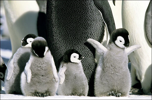 pingouins-bebes