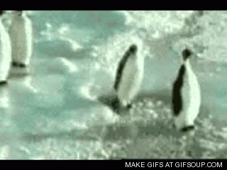 pingouins-gif