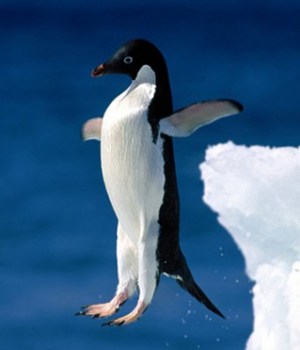 pourquoi-pingouins-etres-fascinants