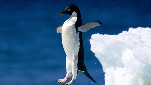 Pourquoi les pingouins sont des êtres fascinants - Madmoizelle