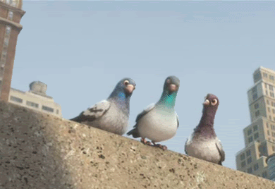 regles-pigeons