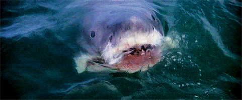 shark shark