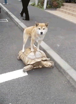 tortue tortue