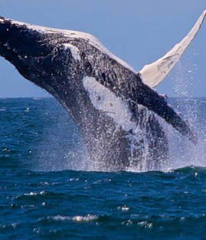 whaling-nouvelle-tendance