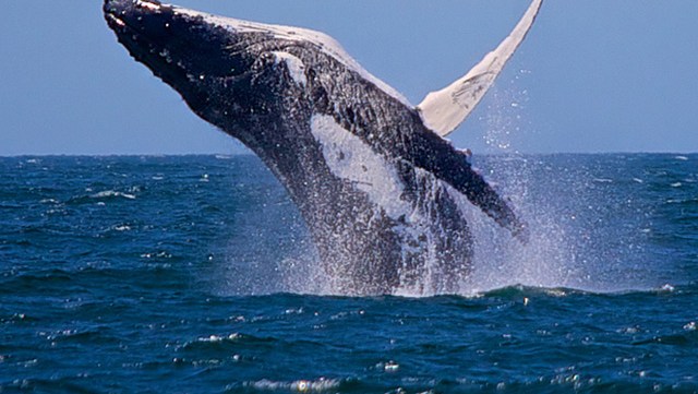 whaling-nouvelle-tendance