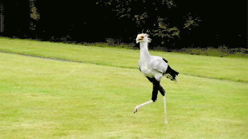 bird bird