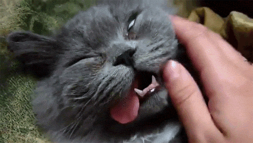 chatbourre chatbourre