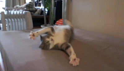 chatdanse chatdanse