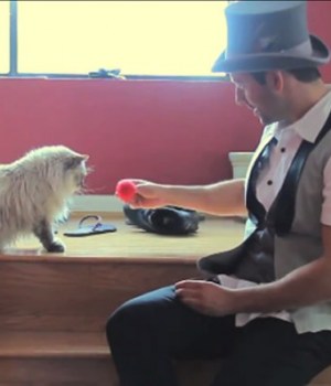 chats-magie-video