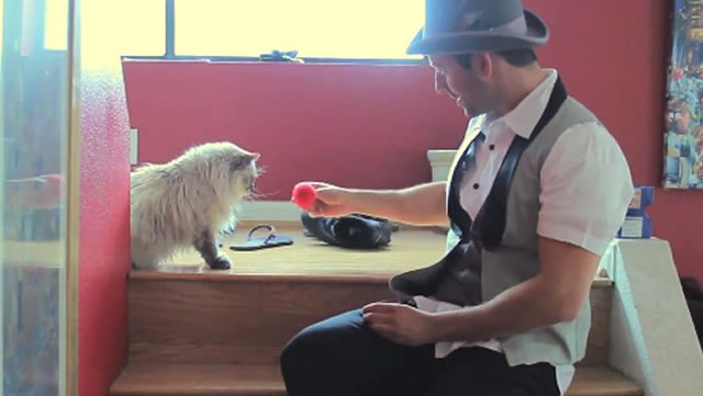 chats-magie-video