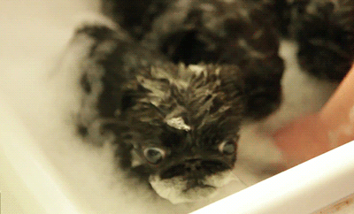 chienbain chienbain