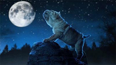 chienlune chienlune