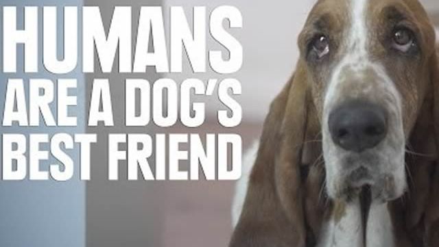 chiens-pensent-humains-video