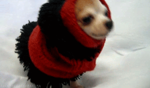 chihuahua chihuahua