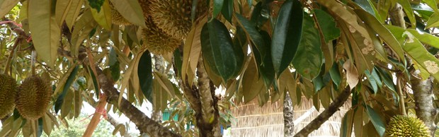 durian durian